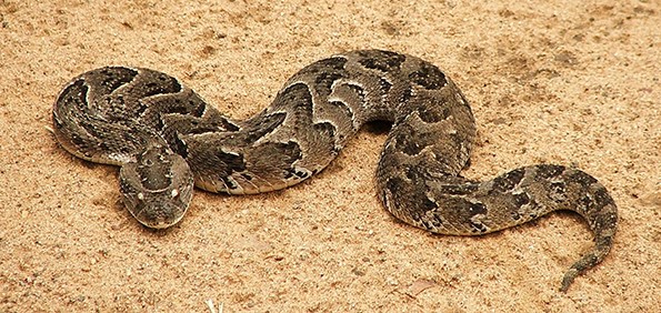 Serpentes Angolanas - Diversidade, importância e perigosidade